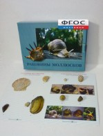 Коллекция "Раковины моллюсков" - fgospostavki.ru - Балашиха