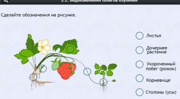 Интерактивные курсы. Биология 7 класс. Расширенный. - fgospostavki.ru - Балашиха