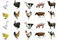 Комплект карточек "Запоминай, играй, считай" - Домашние животные - fgospostavki.ru - Балашиха