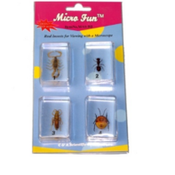 Набор микропрепаратов для стереомикроскопа №14 «Насекомые» - fgospostavki.ru - Балашиха