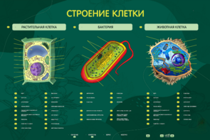 Электрифицированный стенд "Строение клетки" с маркерными полями - fgospostavki.ru - Балашиха