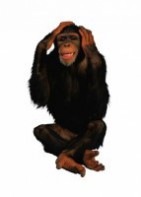 Комплект карточек "Запоминай, играй, считай" - Дикие животные - fgospostavki.ru - Балашиха