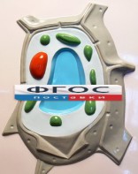 Модель барельефная "Растительная клетка" - fgospostavki.ru - Балашиха