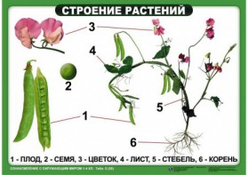 Комплект таблиц "Ознакомление с окружающим миром 1-4 класс" - fgospostavki.ru - Балашиха
