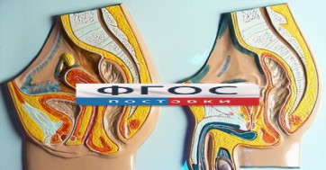 Модель барельефная "Таз мужской и таз женский" - fgospostavki.ru - Балашиха