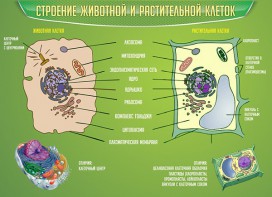 Стенд "Строение животной и растительной клеток" - fgospostavki.ru - Балашиха