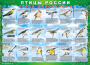 Комплект таблиц "Птицы России (4 листа)" (100х140 сантиметров, винил) - fgospostavki.ru - Балашиха