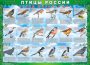 Комплект таблиц "Птицы России (4 листа)" (100х140 сантиметров, винил) - fgospostavki.ru - Балашиха
