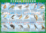 Комплект таблиц "Птицы России (4 листа)" (100х140 сантиметров, винил) - fgospostavki.ru - Балашиха