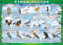 Комплект таблиц "Птицы России (4 листа)" (100х140 сантиметров, винил) - fgospostavki.ru - Балашиха