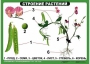 Комплект таблиц "Ознакомление с окружающим миром 1-4 класс" - fgospostavki.ru - Балашиха